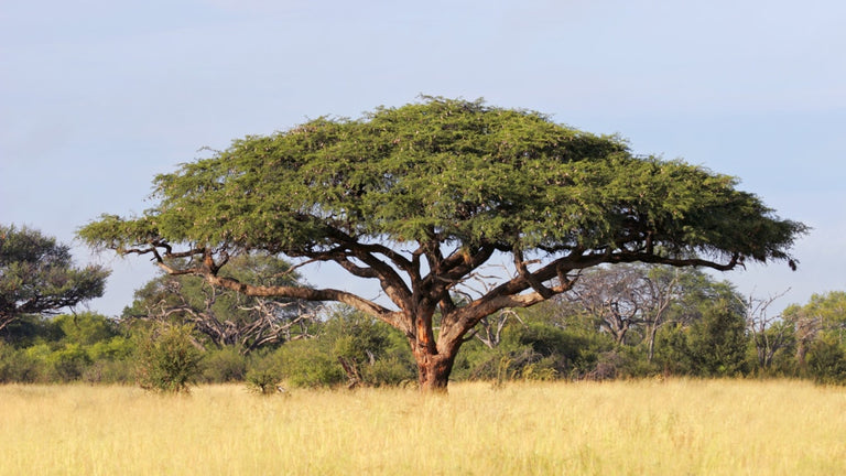 What Is Acacia Gum? Learn About 5 Acacia Benefits – HealthyCell