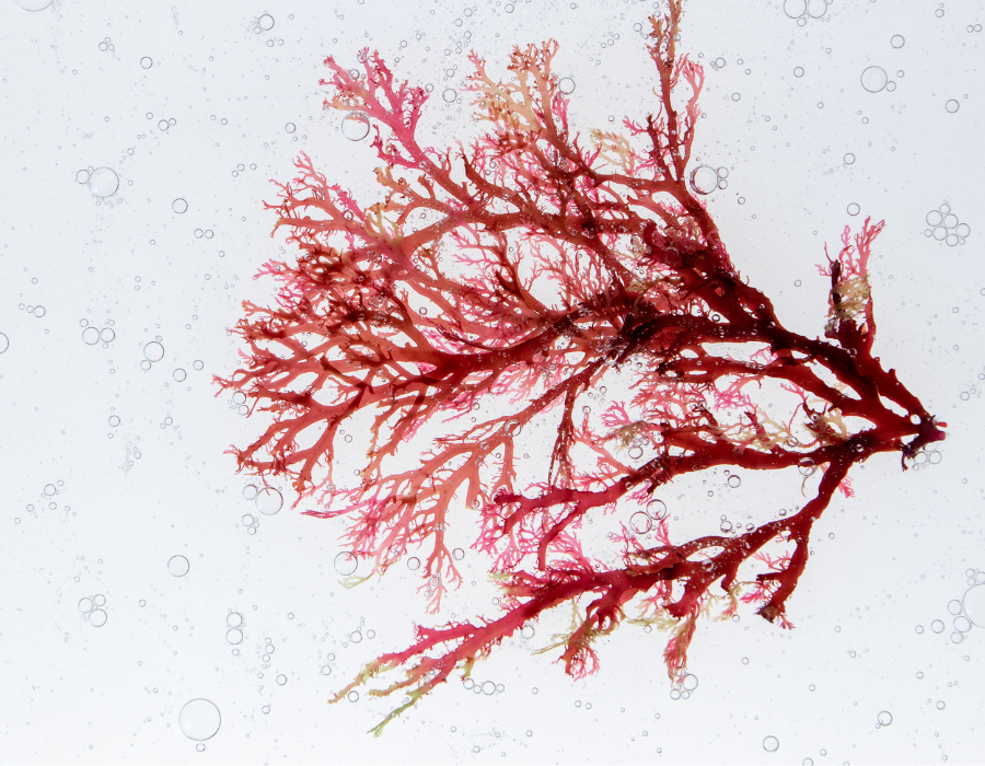 What is Astaxanthin? A Powerful Antioxidant for Eye Health and More